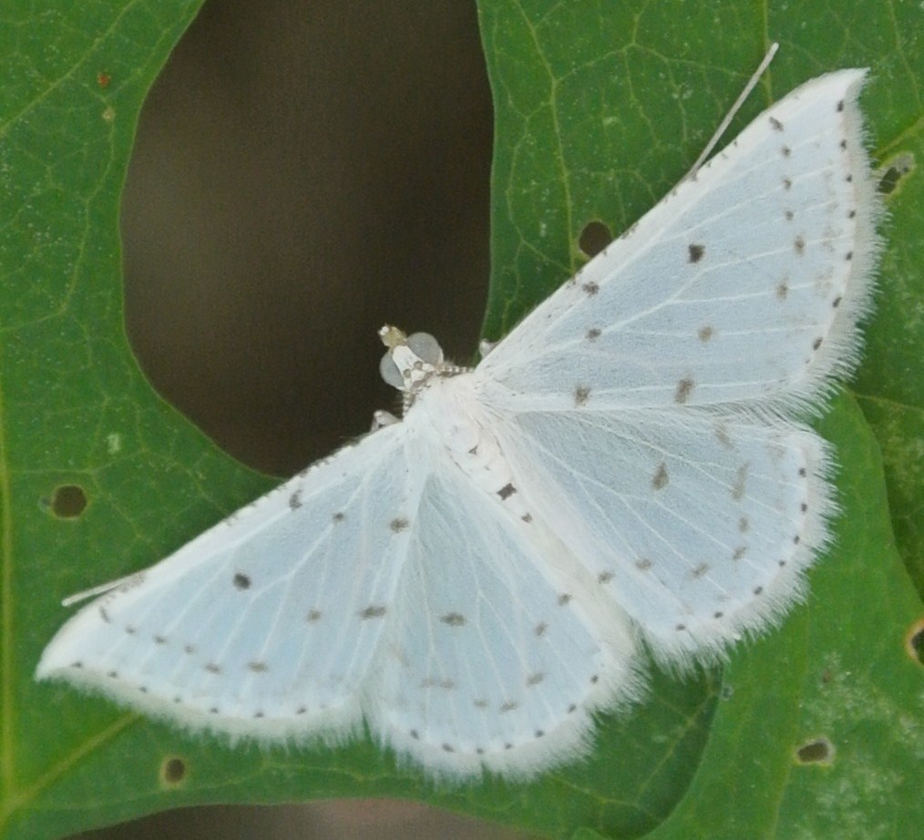 Derambila catharina