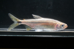 Brycinus sadleri