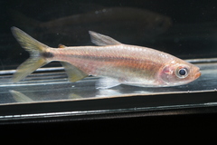 Brycinus sadleri