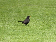 Turdus merula