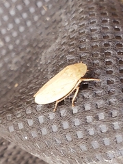 Negosiana dualis