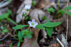 Claytonia caroliniana