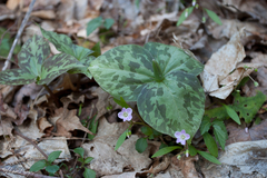 Trillium luteum