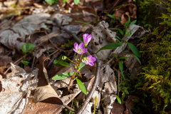 Claytonia caroliniana
