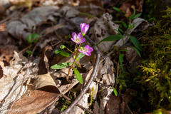 Claytonia caroliniana
