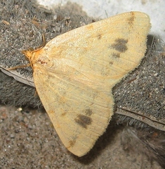 Macaria ribearia