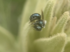 Osmia atriventris