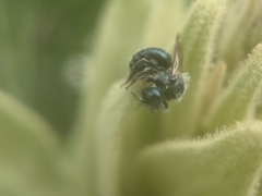 Osmia atriventris
