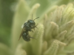 Osmia atriventris