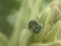 Osmia atriventris