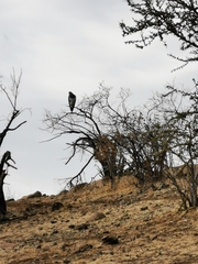 Geranoaetus melanoleucus australis
