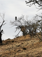 Geranoaetus melanoleucus australis