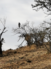 Geranoaetus melanoleucus australis