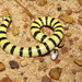 West Coast Banded Snake - Photo (c) Richard D Reams, some rights reserved (CC BY-NC), uploaded by Richard D Reams