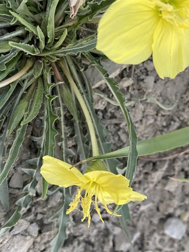 Image of Oenothera flava by (c) Matt Berger, some rights reserved (CC BY)