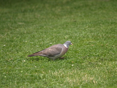 Columba palumbus
