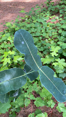 Asclepias amplexicaulis
