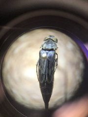Yakuhananomia bidentata