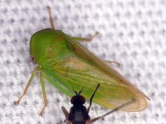 Macropsis
