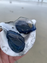 Velella velella