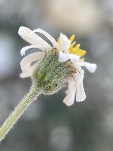 Image of Erigeron untermannii by (c) Matt Berger, some rights reserved (CC BY)