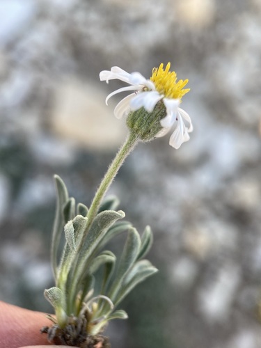 Image of Erigeron untermannii by (c) Matt Berger, some rights reserved (CC BY)