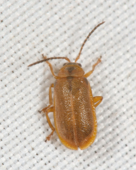 Neogalerucella