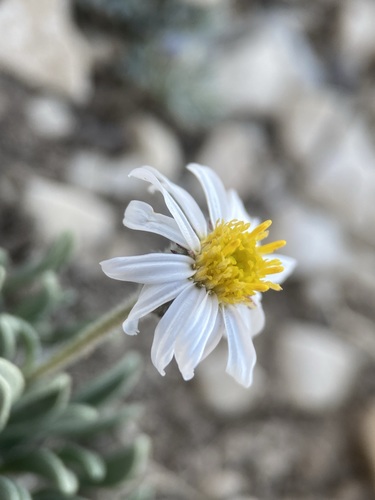 Image of Erigeron untermannii by (c) Matt Berger, some rights reserved (CC BY)