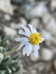 Erigeron untermannii