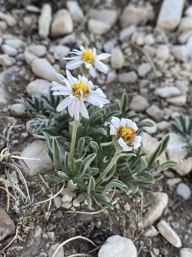 Indian Canyon Fleabane (Erigeron untermannii)