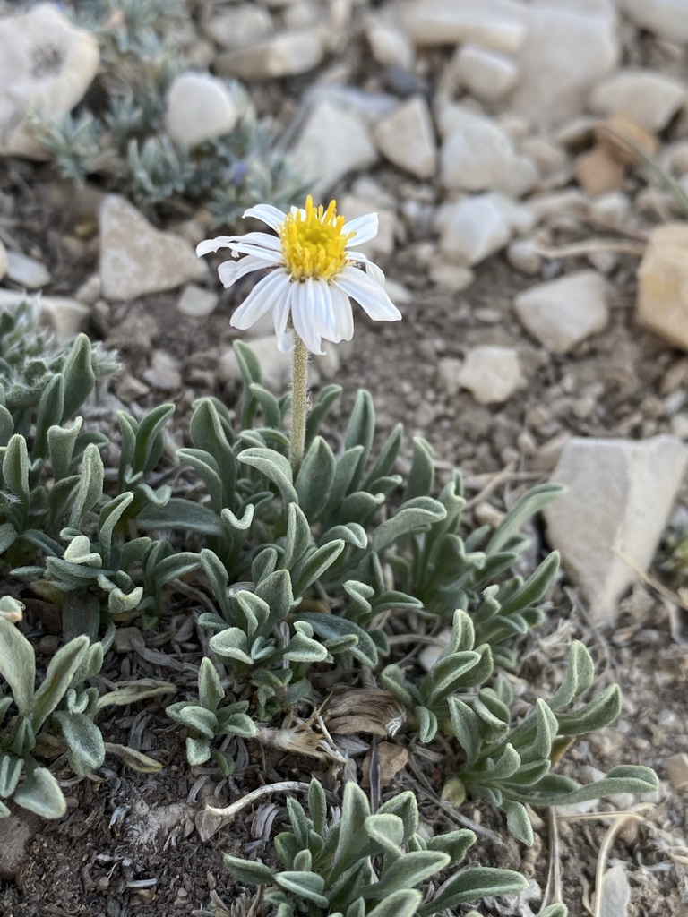 Indian Canyon Fleabane