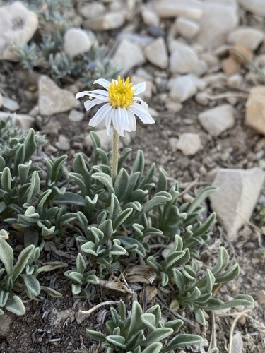 Image of Erigeron untermannii by (c) Matt Berger, some rights reserved (CC BY)