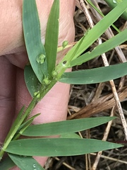 Dichanthelium scribnerianum