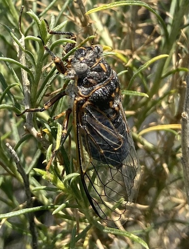 Sagebrush Cicada photo 4