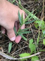 Dichanthelium scribnerianum