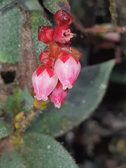 Gaultheria glomerata