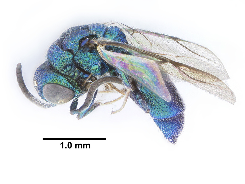 Caenochrysis doriae