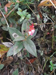 Gaultheria glomerata