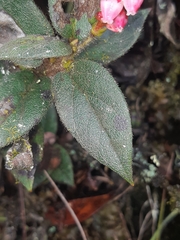 Gaultheria glomerata