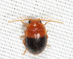 Prionocyphon discoideus