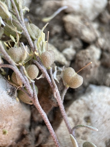 Intermountain Bladderpod (Physaria hemiphysaria)