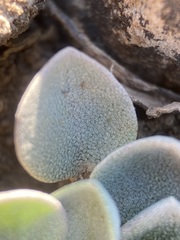 Physaria hemiphysaria