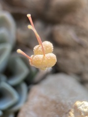Physaria hemiphysaria