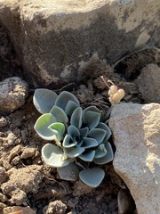 Physaria hemiphysaria