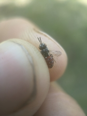 Holcopasites calliopsidis