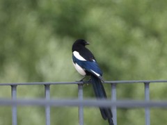 Pica pica