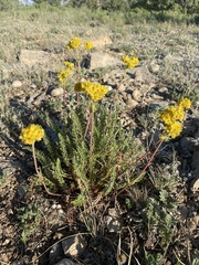 Ivesia gordonii