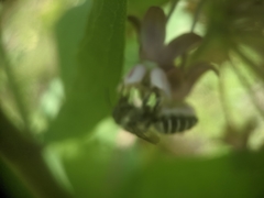 Megachile texana