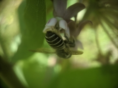 Megachile texana