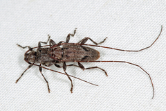 Eutrichillus biguttatus